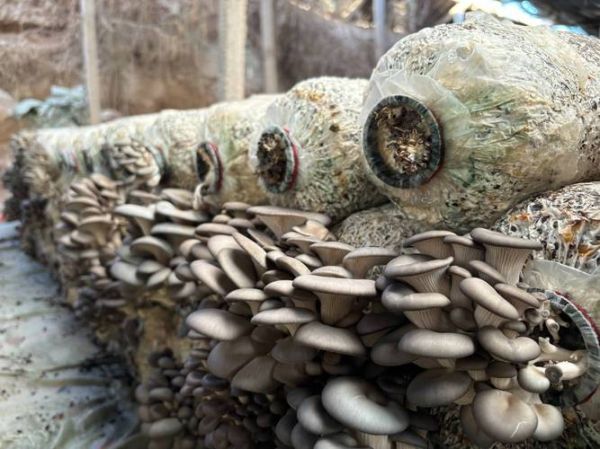 平菇前景怎么样_2016到2020年种植利润如何