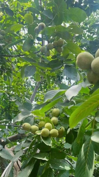 核桃种植前景如何_核桃市场前景怎么样