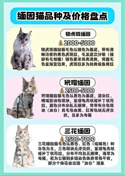 猫市场前景怎么样_2024年还能入局吗
