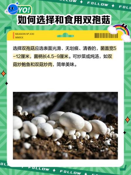 双孢菇种植前景怎么样_双孢菇市场利润高吗