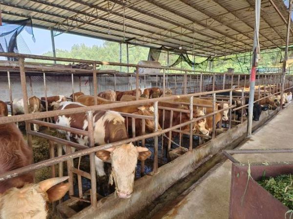 畜牧行业前景怎么样_2024年养殖赚钱吗