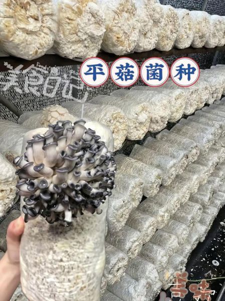 平菇种植前景怎么样_平菇市场利润大吗