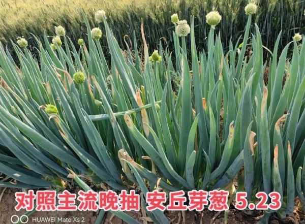 大葱种植前景如何_大葱市场销路好吗