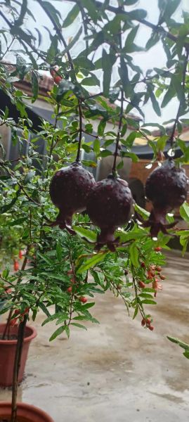 石榴种植前景怎么样_石榴市场销路好吗