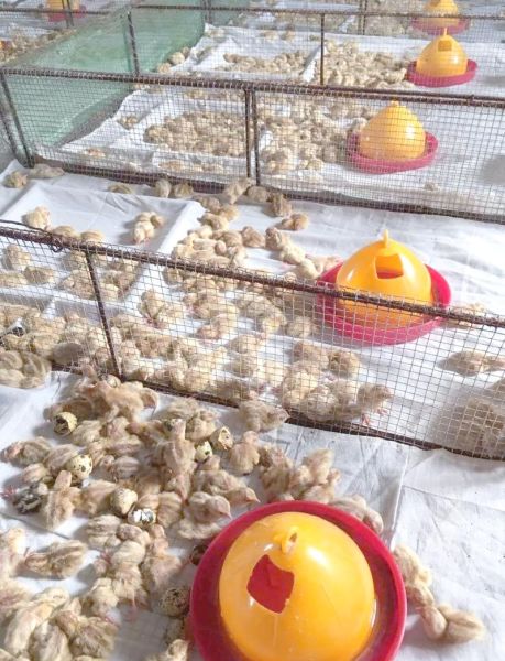 鹌鹑养殖赚钱吗_鹌鹑养殖成本和利润