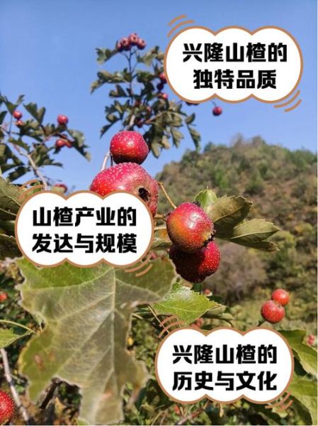 山楂种植赚钱吗_山楂深加工有哪些高利润项目