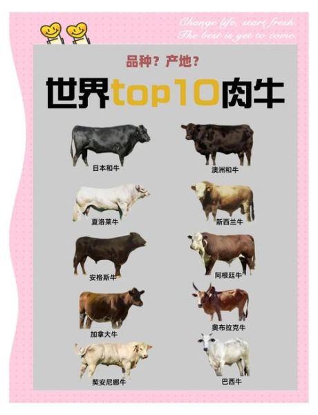 肉牛养殖成本怎么算_肉牛品种选择哪个好