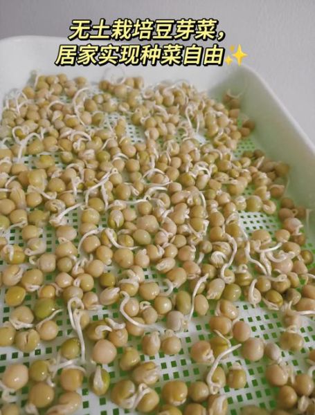 豆芽种植前景怎么样_2024年豆芽市场行情分析