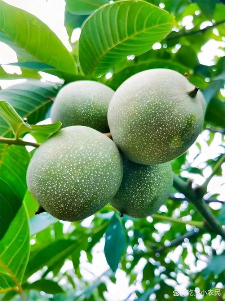 核桃种植前景如何_核桃市场前景分析