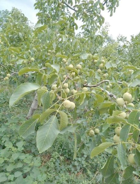 核桃种植前景如何_核桃市场前景分析