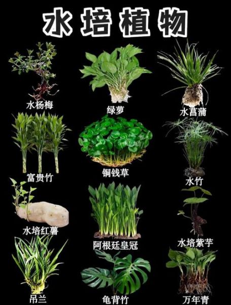 鱼缸造景前景植物推荐_前景草怎么种才好看