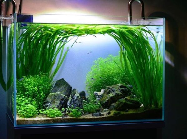 鱼缸造景前景植物推荐_前景草怎么种才好看