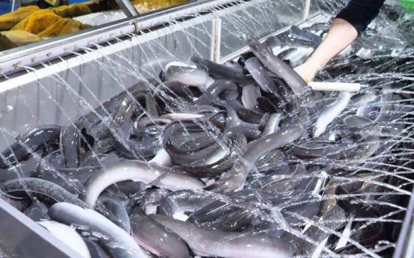 鳗鲡养殖赚钱吗_鳗鲡市场前景如何