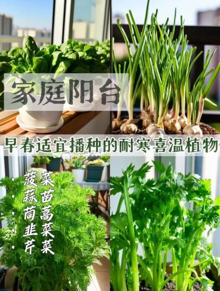 适合新手的高收益蔬菜种植项目_家庭阳台种菜怎么提高产量