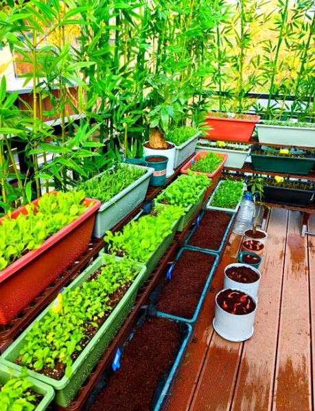 适合新手的高收益蔬菜种植项目_家庭阳台种菜怎么提高产量