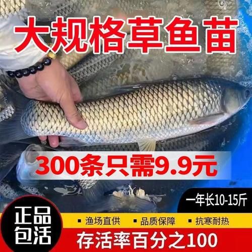 草鱼养殖前景怎么样_草鱼价格走势2024