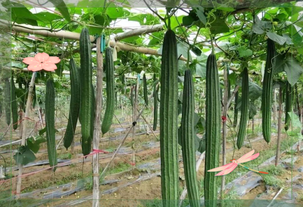 丝瓜种植前景怎么样_丝瓜种植利润高吗