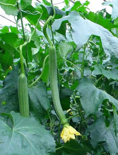 丝瓜种植前景怎么样_丝瓜种植利润高吗