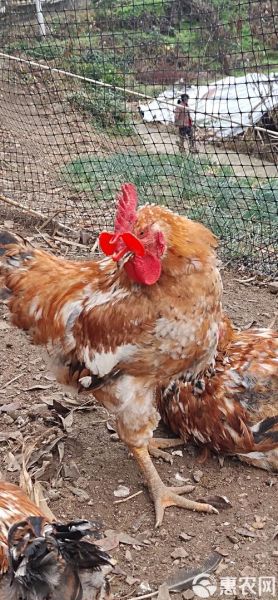肉鸡养殖成本怎么算_养肉鸡赚钱吗