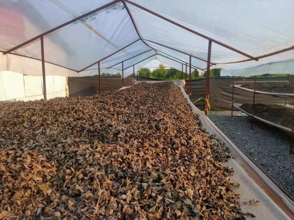 木耳种植赚钱吗_2024年木耳价格走势