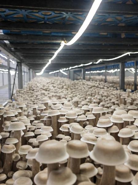 蘑菇深加工市场前景如何_蘑菇深加工产品有哪些