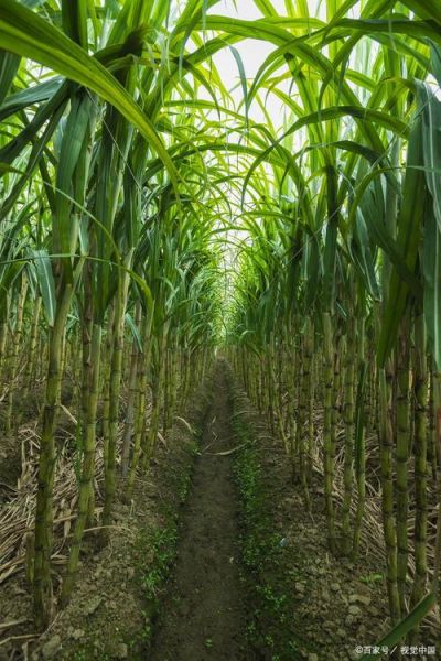 甘蔗种植前景如何_甘蔗种植赚钱吗