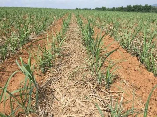 甘蔗种植前景如何_甘蔗种植赚钱吗