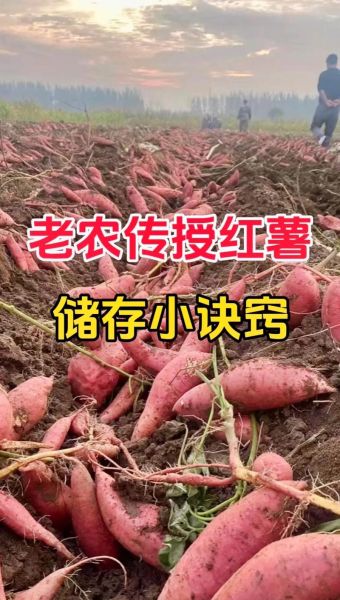 地瓜怎么保存不发芽_地瓜批发价格多少钱一斤
