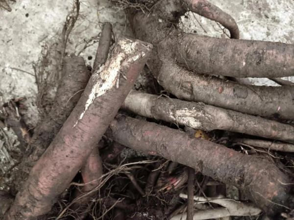 赤芍种植前景怎么样_赤芍一亩利润有多少