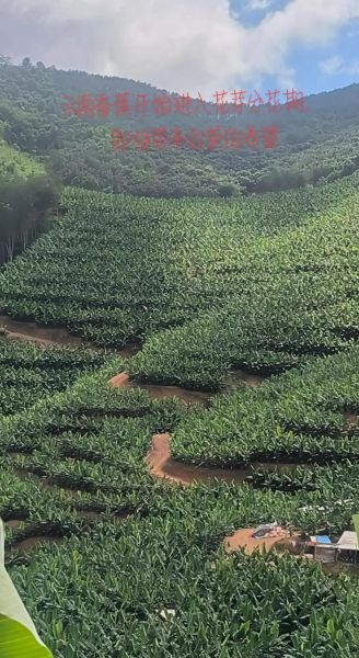 香蕉种植前景怎么样_香蕉市场前景分析
