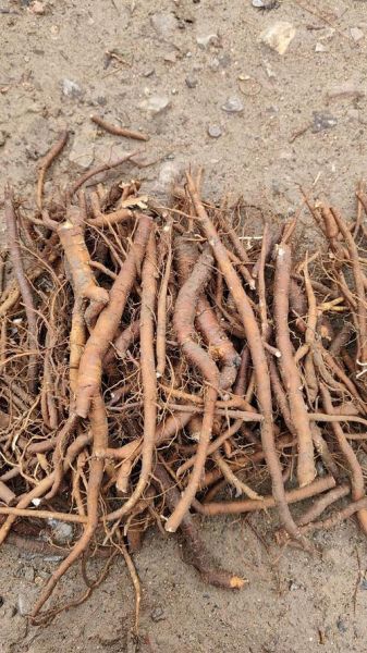 赤芍种植前景怎么样_赤芍一亩利润有多少