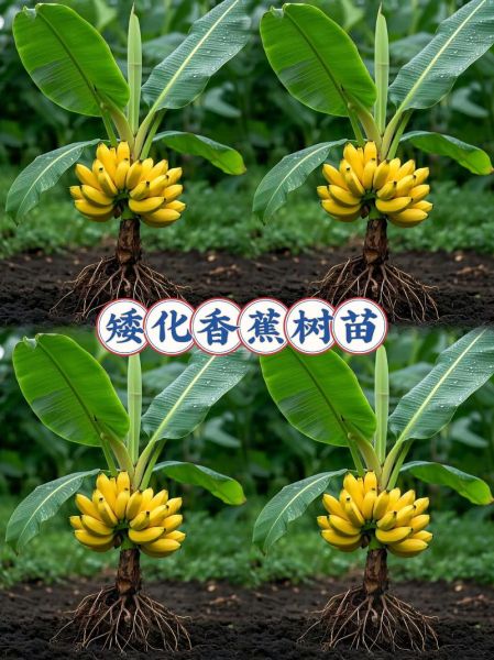 香蕉种植前景怎么样_香蕉市场前景分析