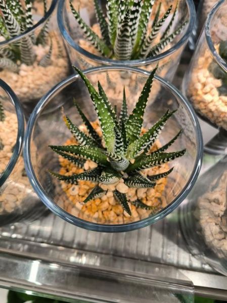 芦荟种植前景如何_芦荟种植赚钱吗