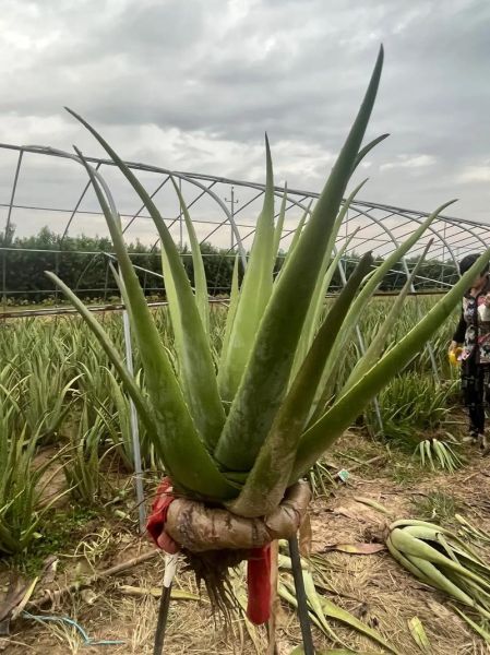 芦荟种植前景如何_芦荟种植赚钱吗
