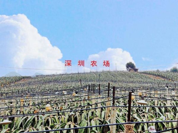 中国农场发展前景如何_未来农业赚钱吗