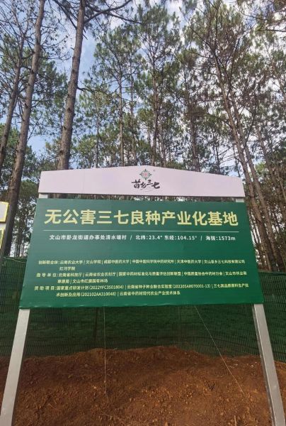 三七种植前景怎么样_三七价格走势如何