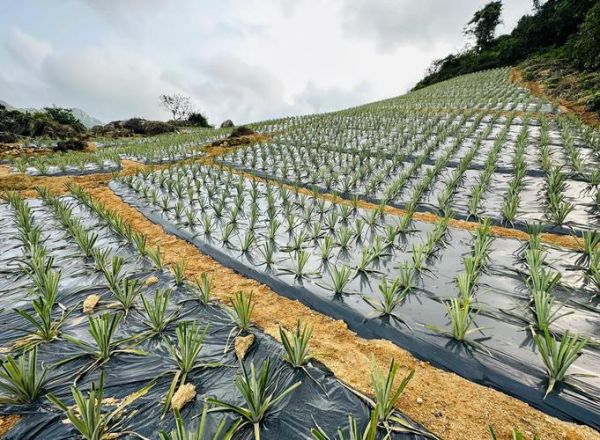 菠萝种植前景如何_菠萝市场前景分析