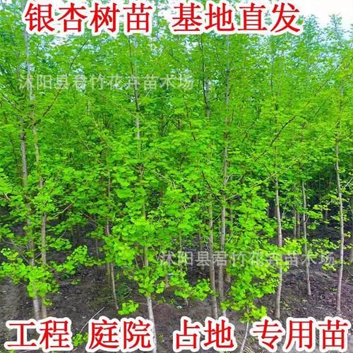 银杏树种植赚钱吗_银杏叶提取物市场前景