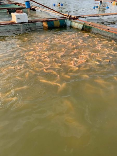 2017水产养殖前景怎么样_水产养殖赚钱吗