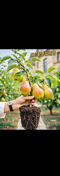 香梨种植前景如何_香梨市场前景怎么样