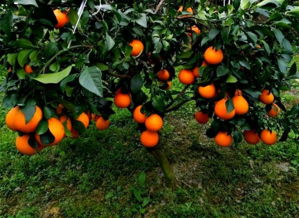 柑桔发展前景怎么样_未来五年种植赚钱吗