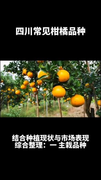 柑桔发展前景怎么样_未来五年种植赚钱吗