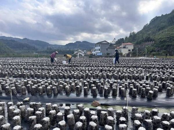 木耳市场前景怎么样_木耳种植赚钱吗