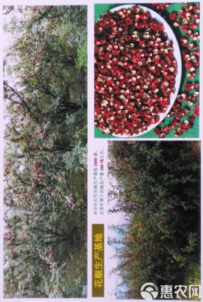 花椒市场前景如何_2024年花椒种植赚钱吗