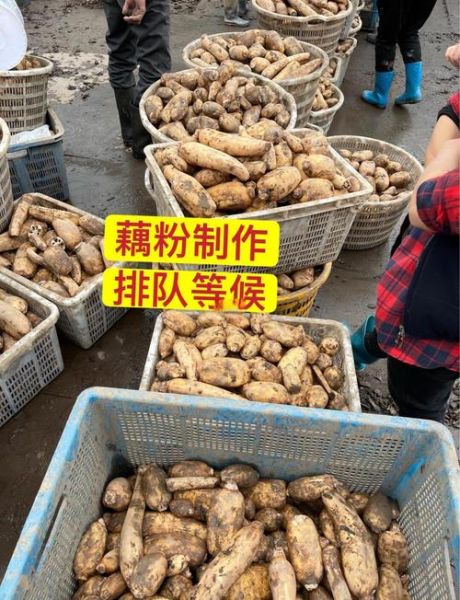 藕粉加盟赚钱吗_藕粉市场前景怎么样