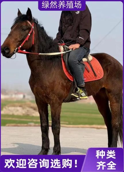 马匹价格多少钱一匹_如何挑选优质马匹