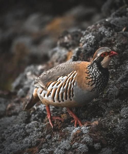 鹧鸪养殖赚钱吗_鹧鸪市场前景如何