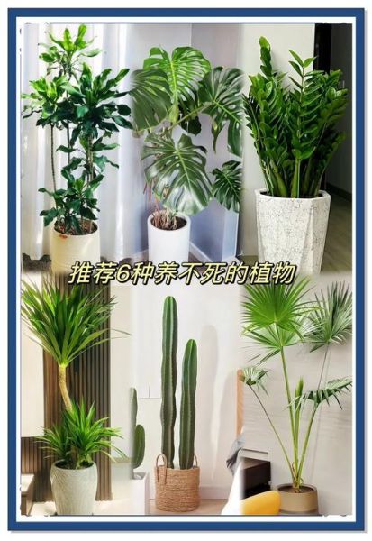 室内植物多久浇一次水_新手养什么植物好养