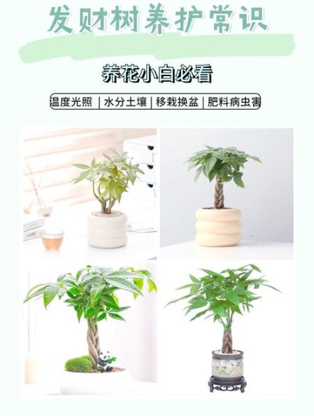 室内植物多久浇一次水_新手养什么植物好养