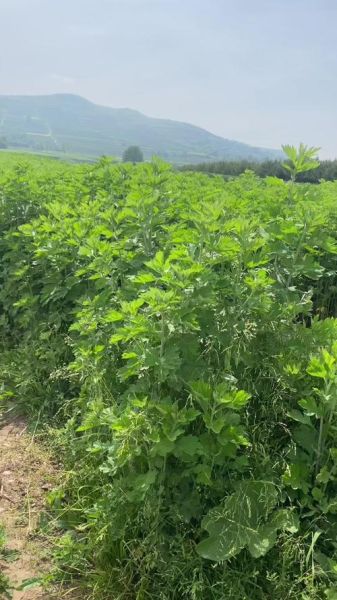 艾叶种植前景怎么样_艾叶加工利润高吗